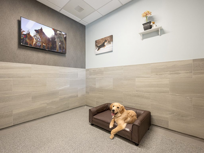 A dog sitting on a couch in K9 Resorts Luxury Pet Hotel