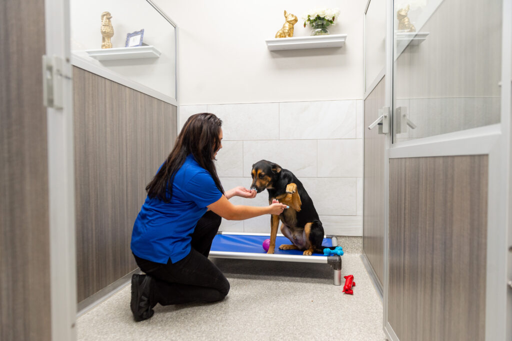 A professional dog groomer performing tasks in a K9 Resorts Luxury Pet Hotel